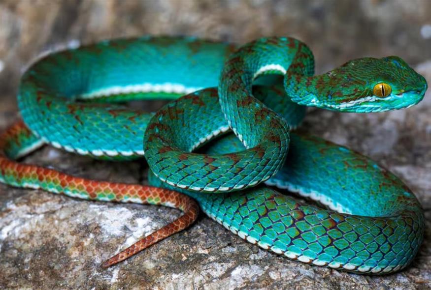 Τιρκουάζ οχιά (Phyroum Chourn / Fauna & Flora)