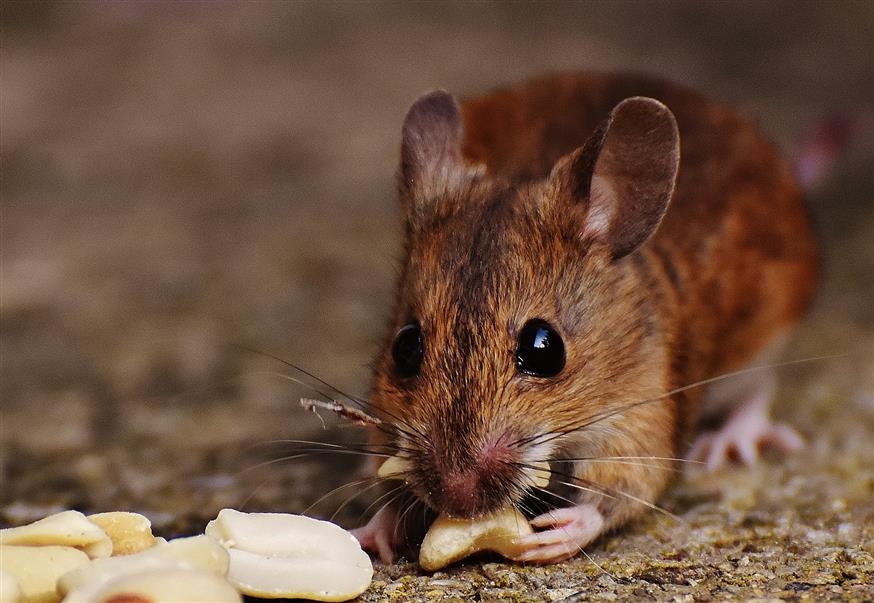 Ποντίκι καταναλώνει τροφή/pixabay.com