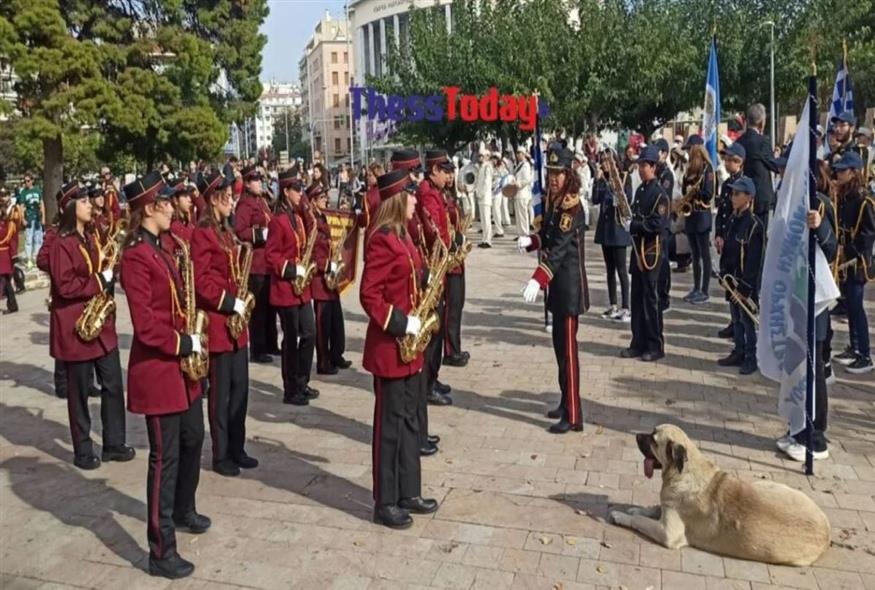 Θεσσαλονίκη: Ένας σκύλος είχε συντροφιά τις μουσικές των φιλαρμονικών (thesstoday.gr)