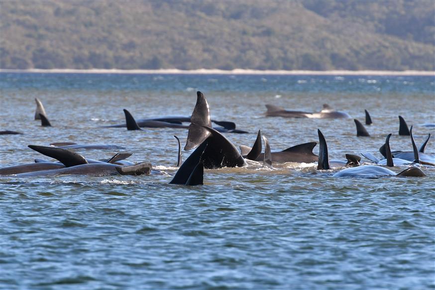 Παγιδευμένες φάλαινες στην Αυστραλία/Copyright: AP Images