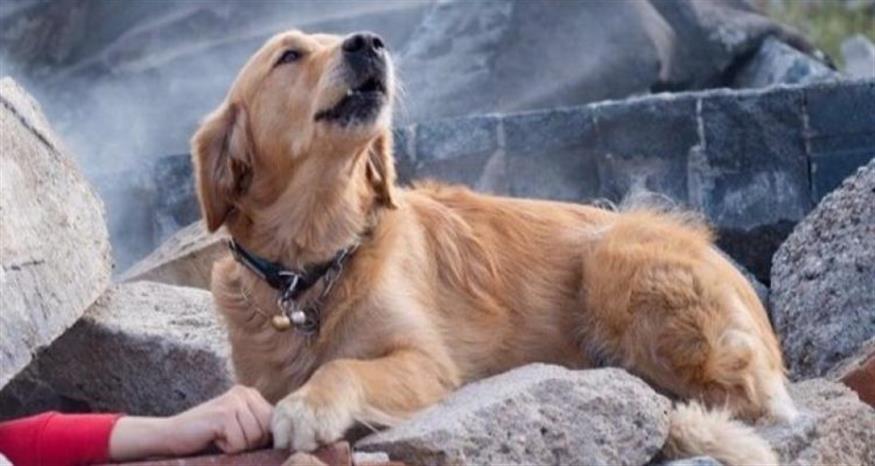 Σκύλος σε συντρίμμια σεισμού/Shutterstock