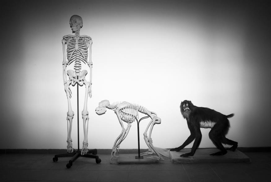 Σκελετοί ενός ανθρώπου και ενός πιθήκου στο Μουσείο Φυσικής Ιστορίας Steinhardt στο Τελ Αβίβ (Associated Press)
