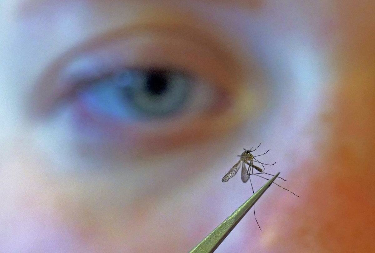 Concern over West Nile virus in Greece: Second place in Europe