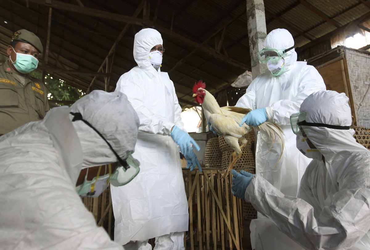 Μπορεί η γρίπη των πτηνών να προκαλέσει πανδημία; «Ανησυχητικά στοιχεία», λέει ο Μαγιορκίνης