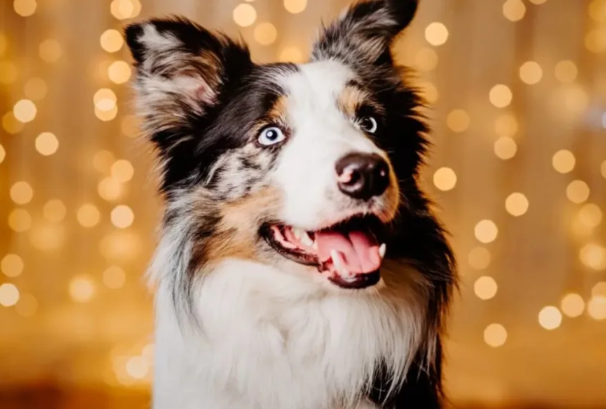 Όσκαρ 2024: Πώς και ο Μέσι διεκδικεί το κορυφαίο κινηματογραφικό βραβείο…