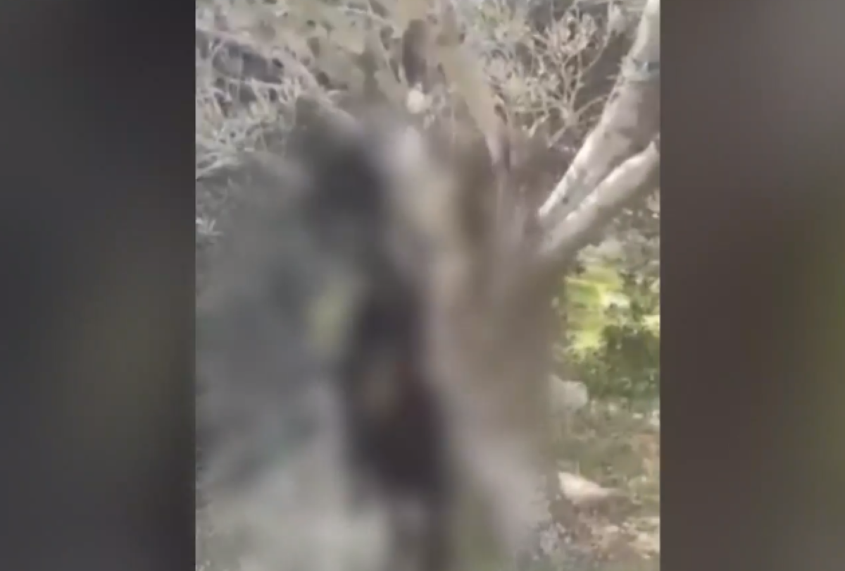 Αποτροπιασμός στην Ικαρία: Κρέμασαν κατσίκα σε δέντρο - Σοβαρές καταγγελίες κατοίκων