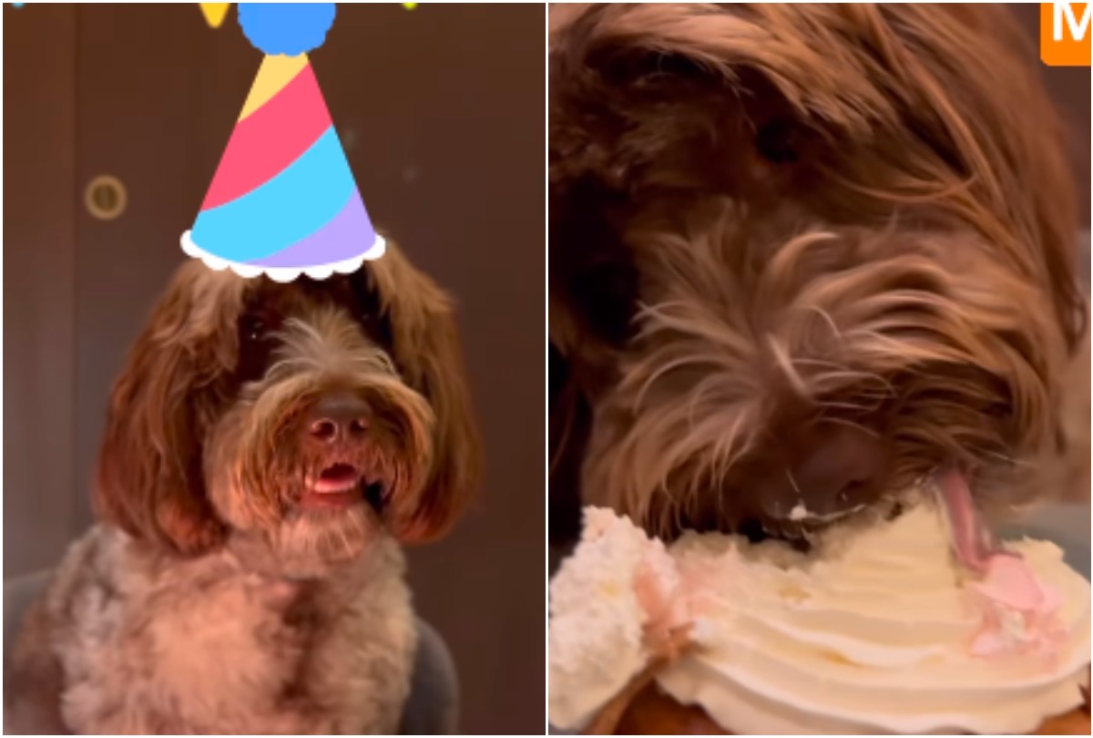 Γενέθλια για τη σκυλίτσα του Στέφανου Κασσελάκη - Το βίντεο που ανήρτησε στο Instagram