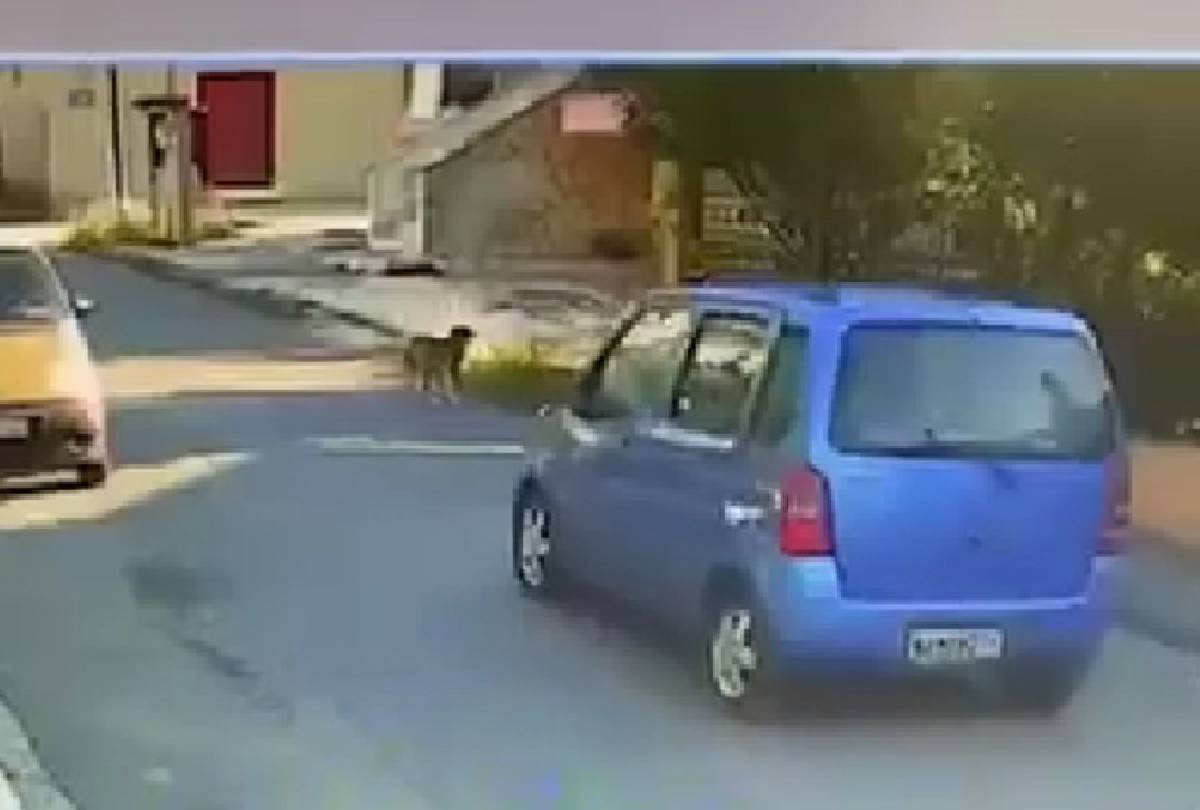 Σοκαριστικό βίντεο: Οδηγός στη Θεσσαλονίκη παρασύρει σκύλο με το αυτοκίνητο και τον παρατάει