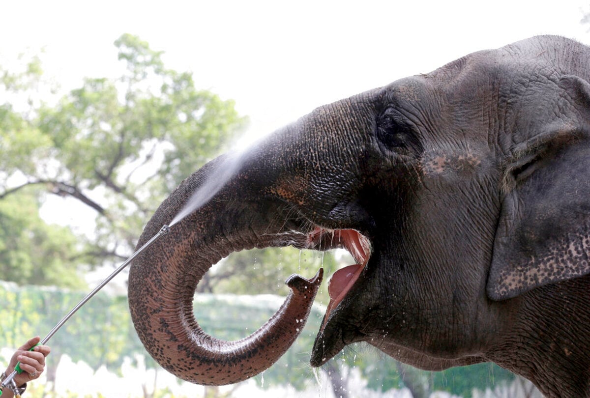 Πέθανε η Μάλι, ο πιο μοναχικός και θλιμμένος ελέφαντας στον κόσμο - Ακτιβιστές ζητούσαν την ελευθερία της