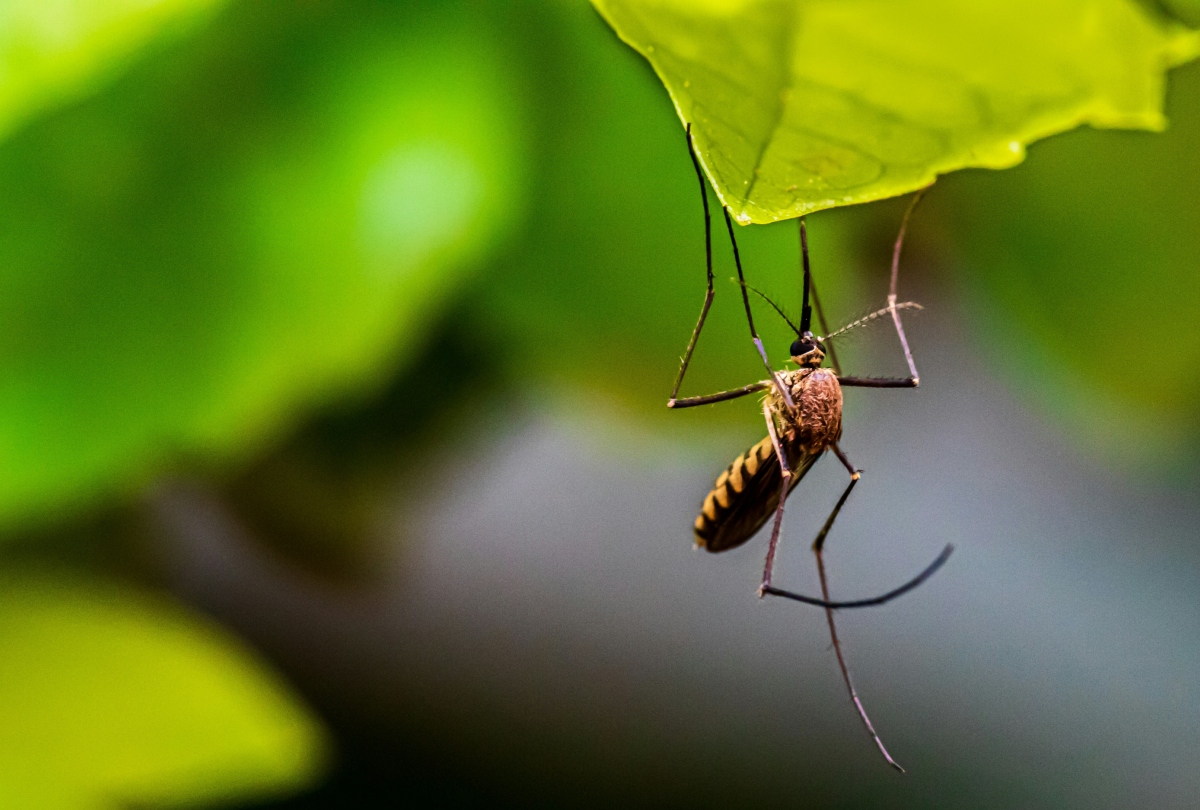 Concern over West Nile virus in Europe: Greece at the center