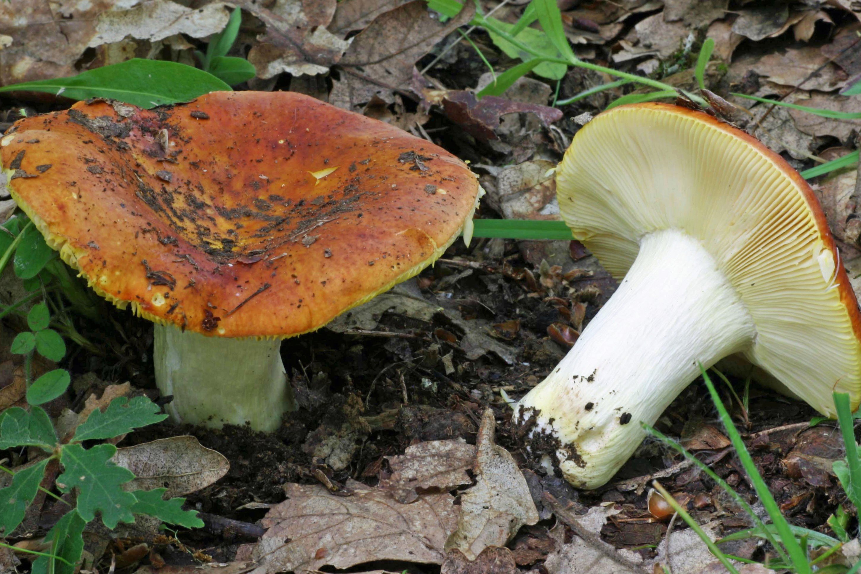 02_russula_aurea.jpg