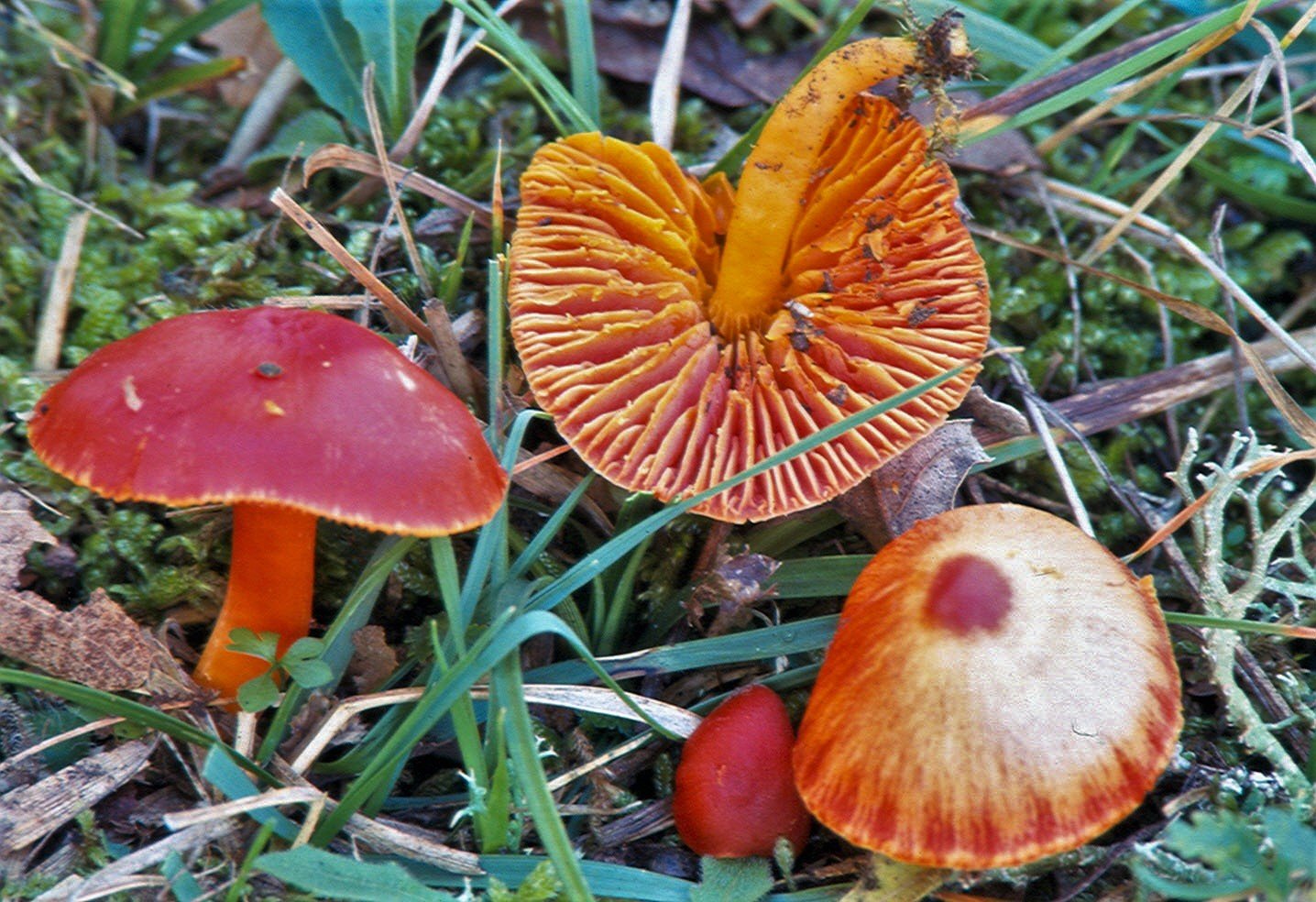 04_hygrocybe_coccinea.jpg