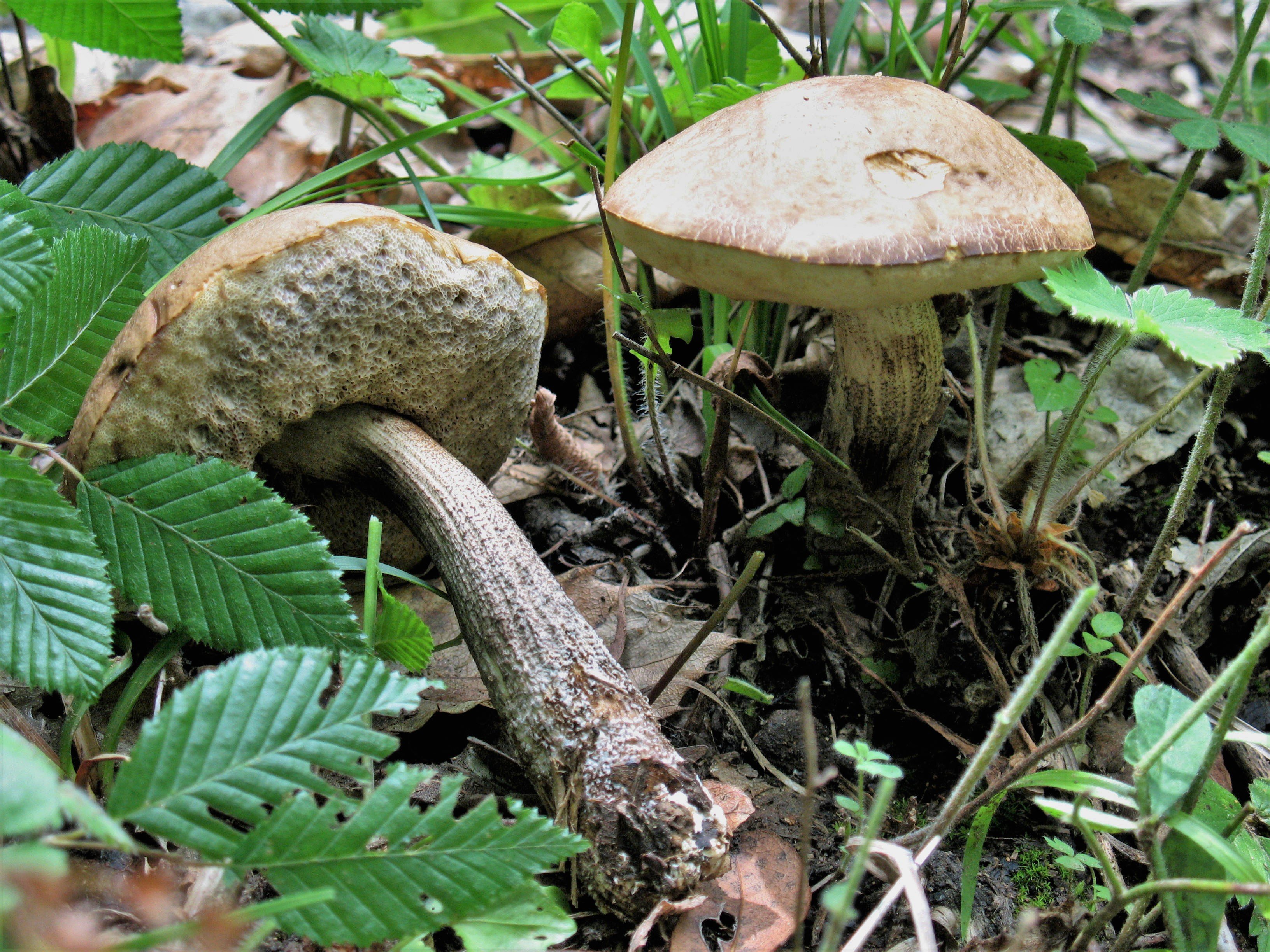 05_leccinum_carpini.jpg