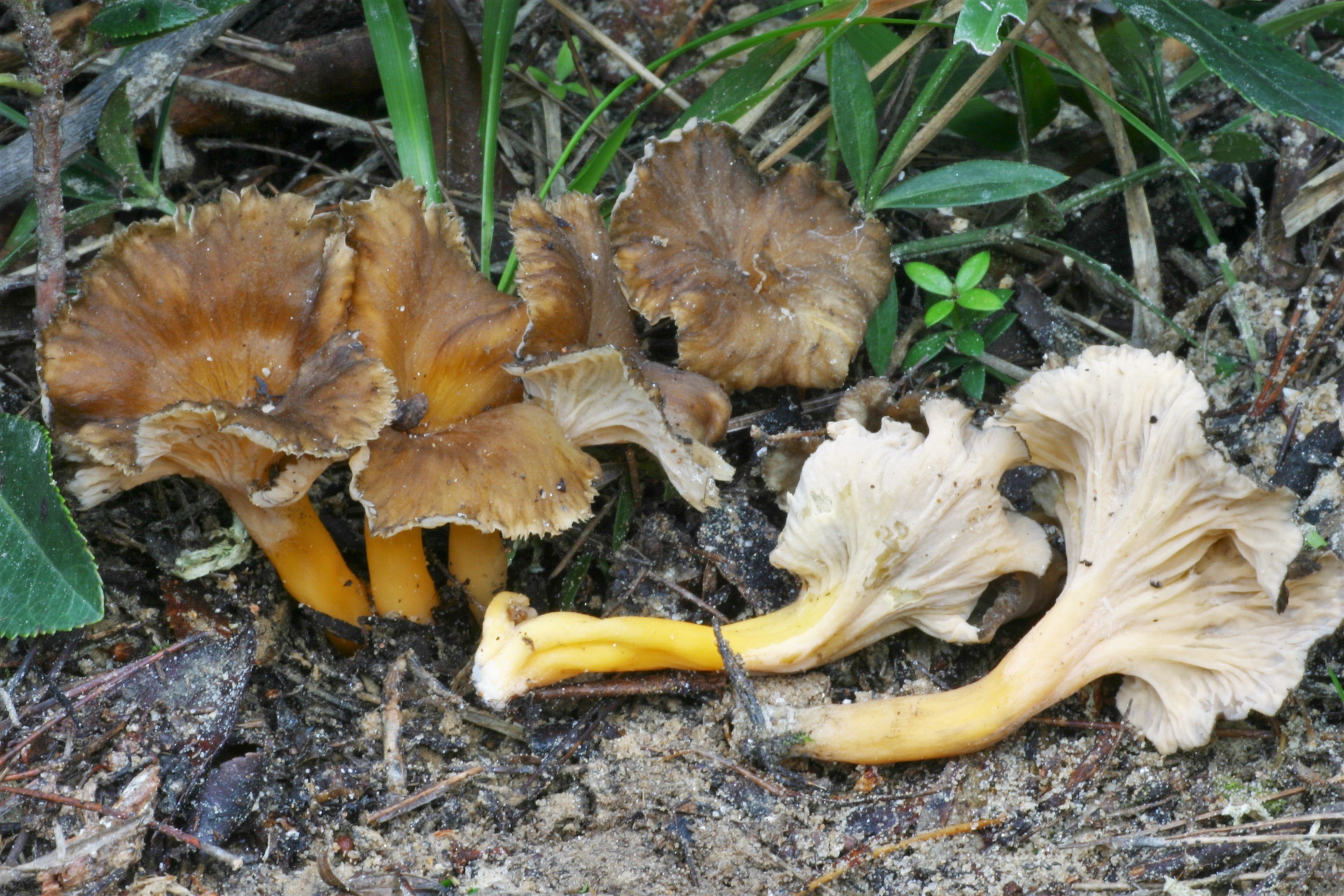 06_cantharellus_aurora.jpg