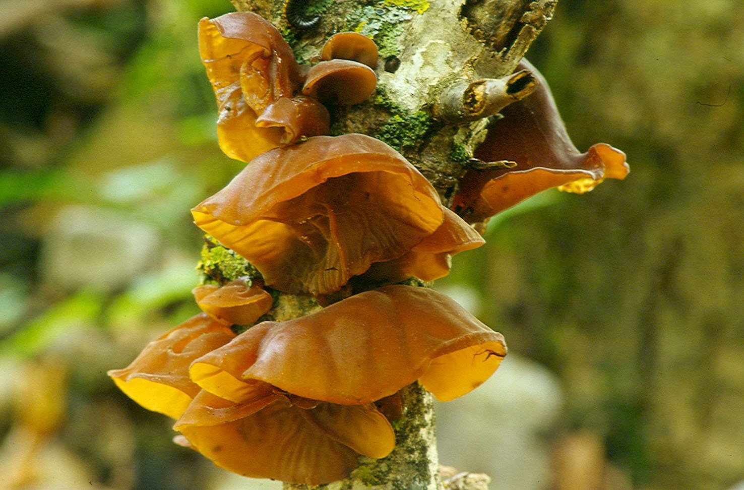 07_auricularia_auricula-judae.jpg