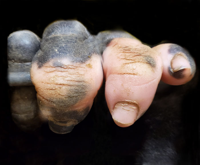Γορίλας με ανθρώπινα δάχτυλα