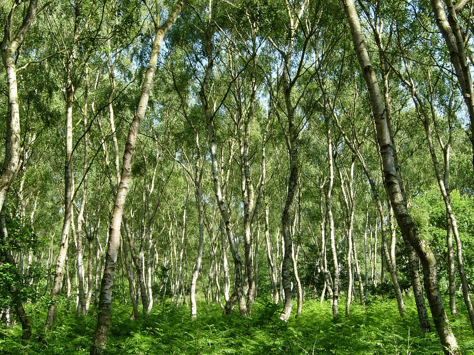 sherwood-forest-2797686_960_720.jpg