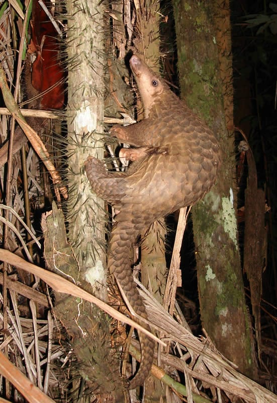 pangolin_borneo.jpg