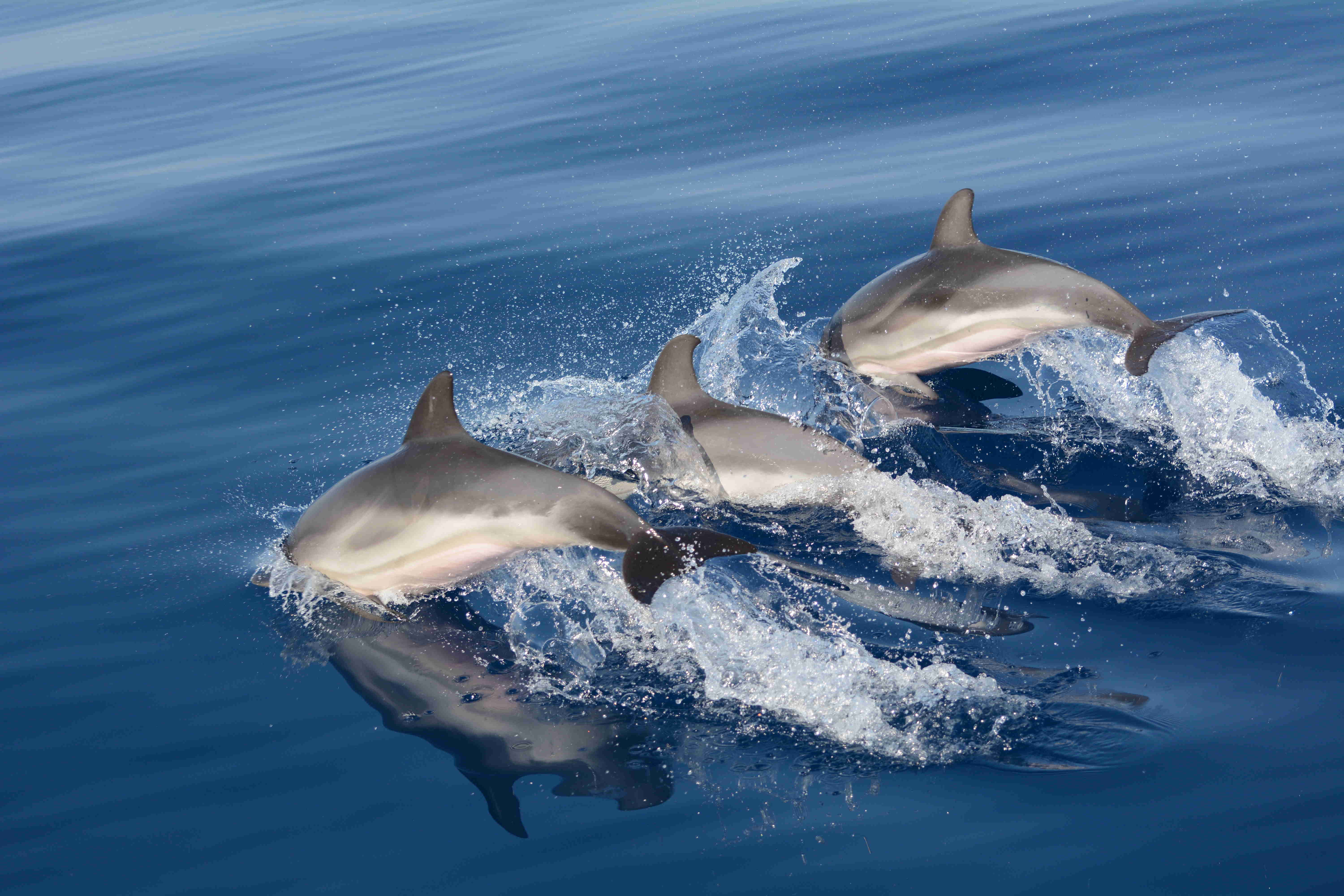 dolphins_photo_niki_pardalou.jpg