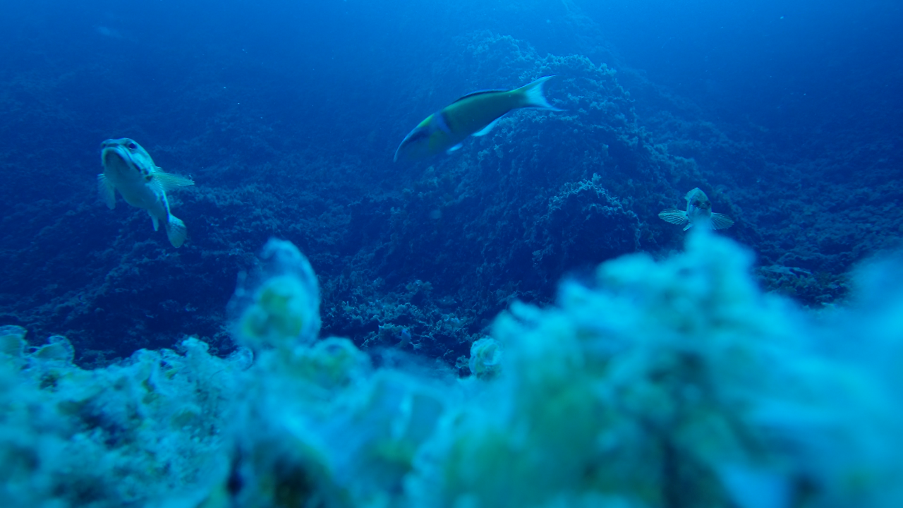 fishlab_underwater_photo_donna_dimarchopoulou.png