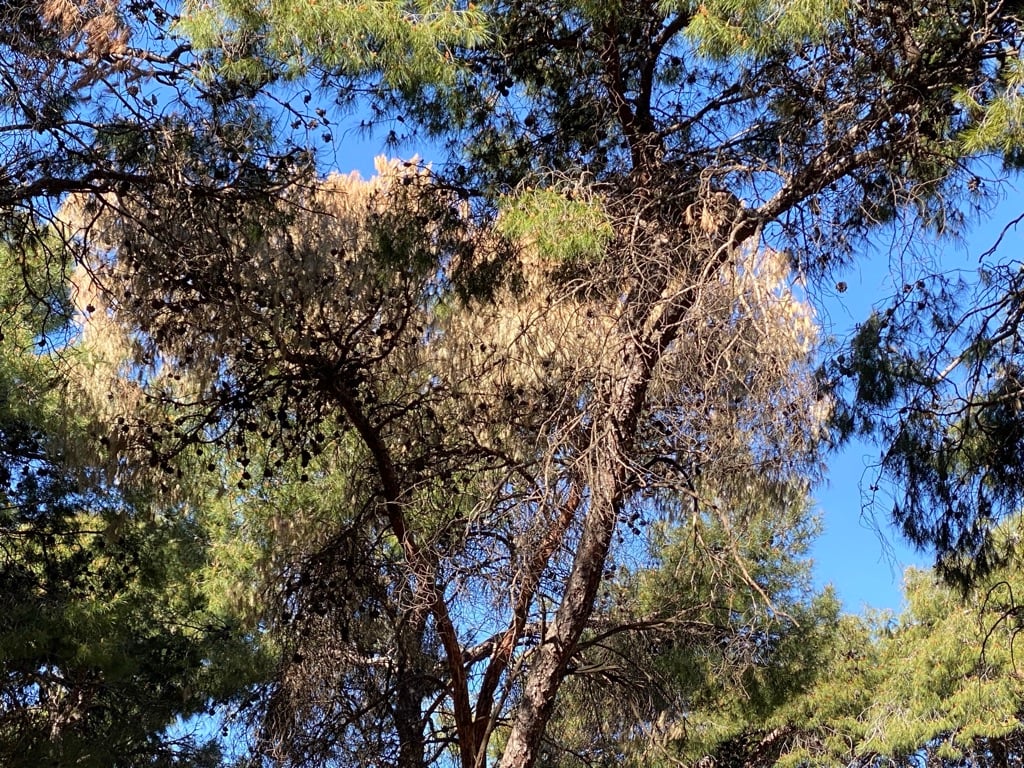 Στο πάρκο της Νέας Ελβετίας στη Θεσσαλονίκη