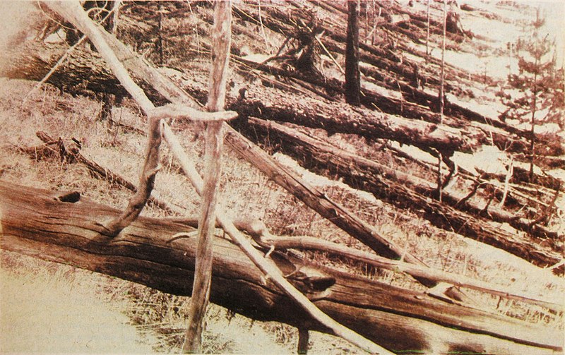 800px-tunguska_event_fallen_trees.jpg