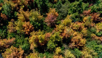 Δάσος του Σέιχ Σου