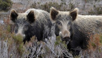 αγριογούρουνα