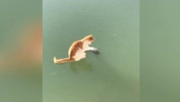 Γάτα σε παγωμένη λίμνη