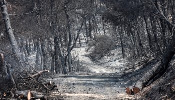 Τα απομεινάρια από τη φωτιά στην Εύβοια 