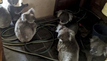 Κοάλα στις φωτιές της Αυστραλίας