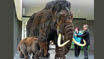 μαλλιαρό μαμούθ 