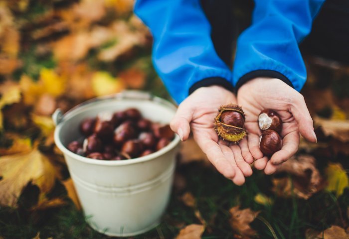 chestnuts1.jpg