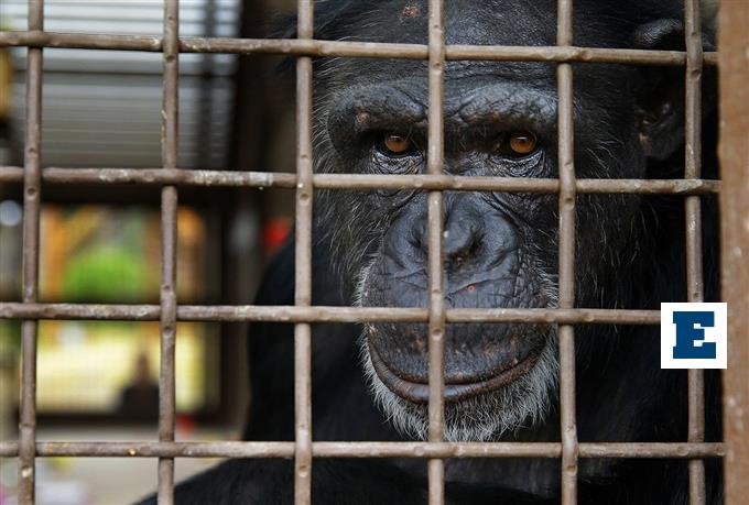 Αττικό Ζωολογικό Πάρκο: Συγκέντρωση διαμαρτυρίας για τη θανάτωση του χιμπατζή – Οργή στα social media