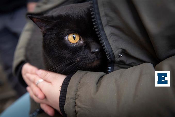 Κυνική και εξοργιστική ομολογία 24χρονου από την Πάτρα: «Μου άρεσε η γάτα και αποφάσισα να τη σκοτώσω»