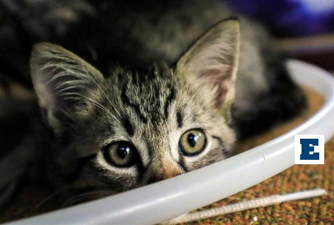 Ανήλικη ζούσε με 40 γάτες σε ακατάλληλες συνθήκες υγιεινής στη Θεσσαλονίκη - Η καταγγελία που «ξεσκέπασε» τη θλιβερή πραγματικότητα